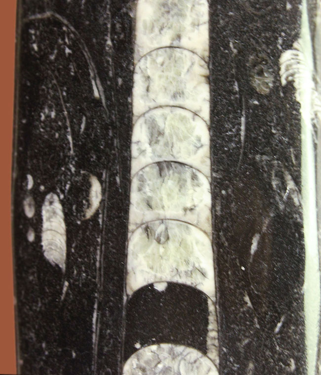 超巨大！３５センチに達する大きなオルソセラスのポリッシュ化石（Orthoceras）。古生代を代表する頭足類。（その7）