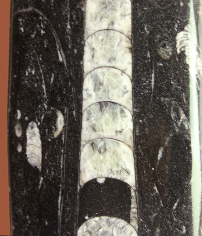 超巨大!35センチに達する大きなオルソセラスのポリッシュ化石(Orthoceras)。古生代を代表する頭足類。(その7)