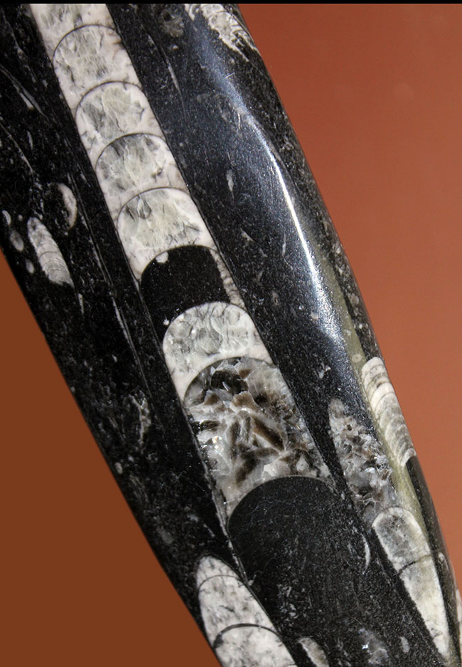 超巨大!35センチに達する大きなオルソセラスのポリッシュ化石(Orthoceras)。古生代を代表する頭足類。(その8)