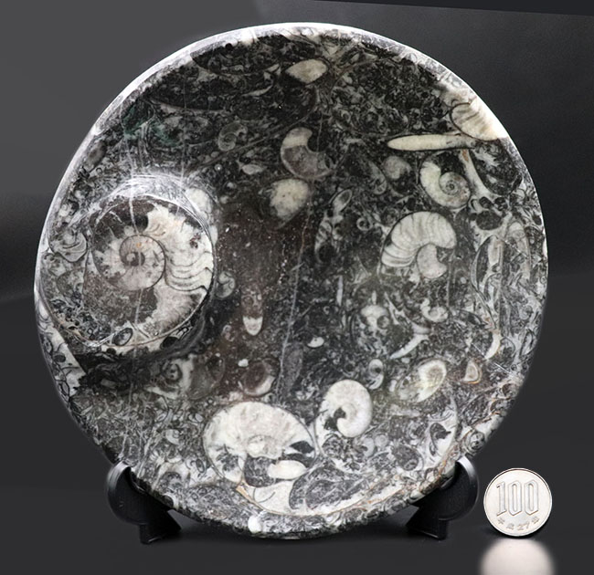 皿、小物入れ、インテリア、用途様々、古生代を代表する頭足類、ゴニアタイト（Goniatite）を含む石を加工したお皿の化石（その10）
