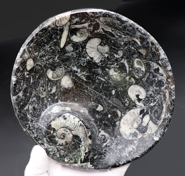 皿、小物入れ、インテリア、用途様々、古生代を代表する頭足類、ゴニアタイト（Goniatite）を含む石を加工したお皿の化石（その4）