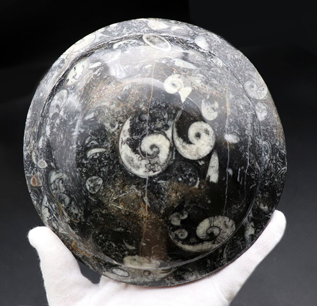 皿、小物入れ、インテリア、用途様々、古生代を代表する頭足類