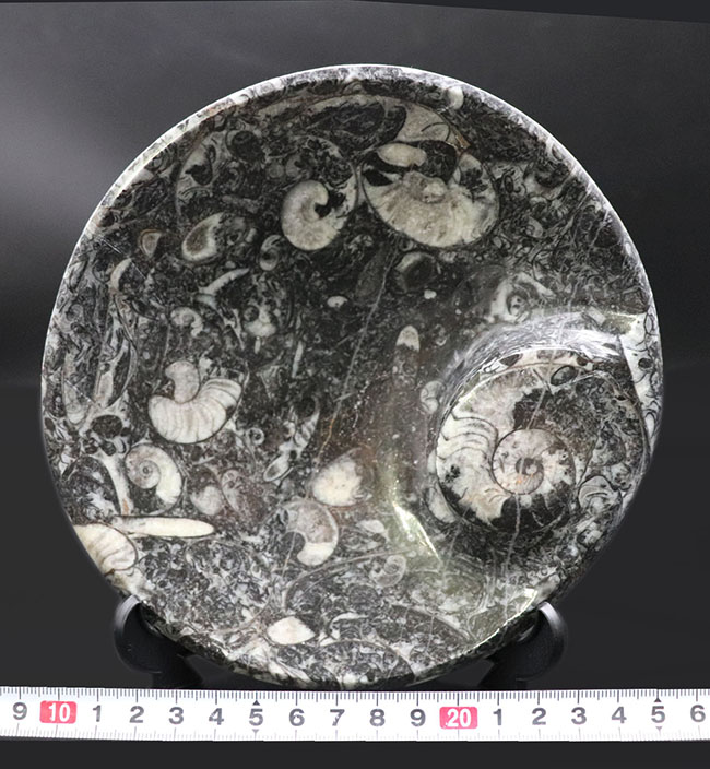 皿、小物入れ、インテリア、用途様々、古生代を代表する頭足類、ゴニアタイト（Goniatite）を含む石を加工したお皿の化石（その9）