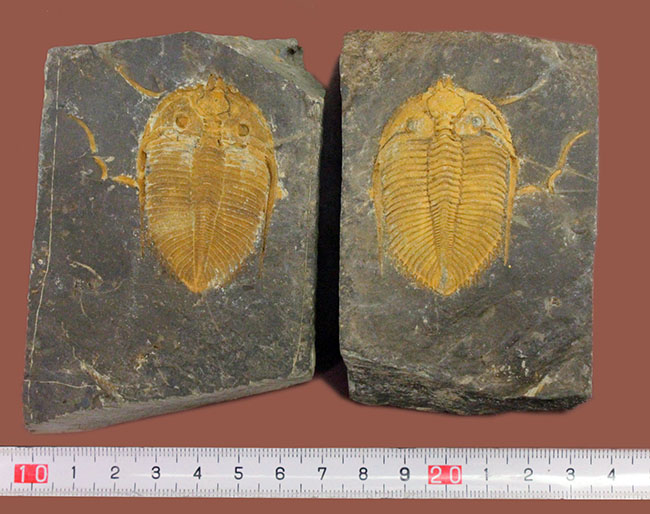 早々出てこないレベルのクオリティ、中国四川省産の三葉虫、シルル紀