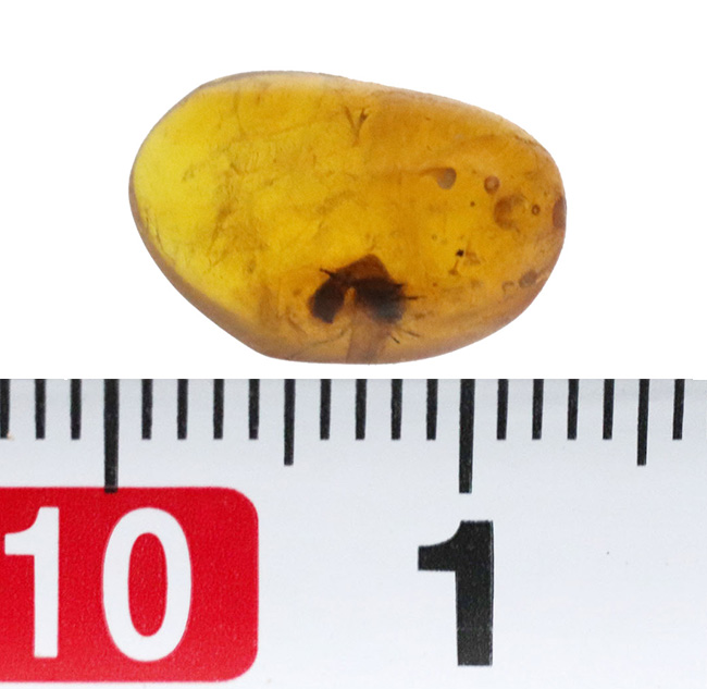 琥珀はロマンのかたまり!クモか羽アリか!?大きな黒い影を内包したドミニカ産の琥珀(Amber)(その6)