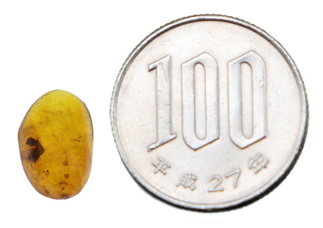 琥珀はロマンのかたまり!クモか羽アリか!?大きな黒い影を内包したドミニカ産の琥珀(Amber)(その7)