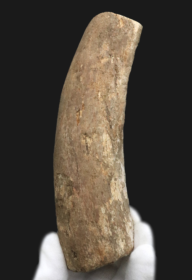 ベリーレア！２００７年のツーソンショーでお披露目されたオールドコレクション！絶滅古代カイギュウ、ステラーカイギュウ（Hydrodamalis gigas）の肋骨化石（その1）