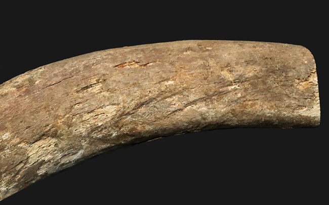 ベリーレア！２００７年のツーソンショーでお披露目されたオールドコレクション！絶滅古代カイギュウ、ステラーカイギュウ（Hydrodamalis gigas）の肋骨化石（その2）