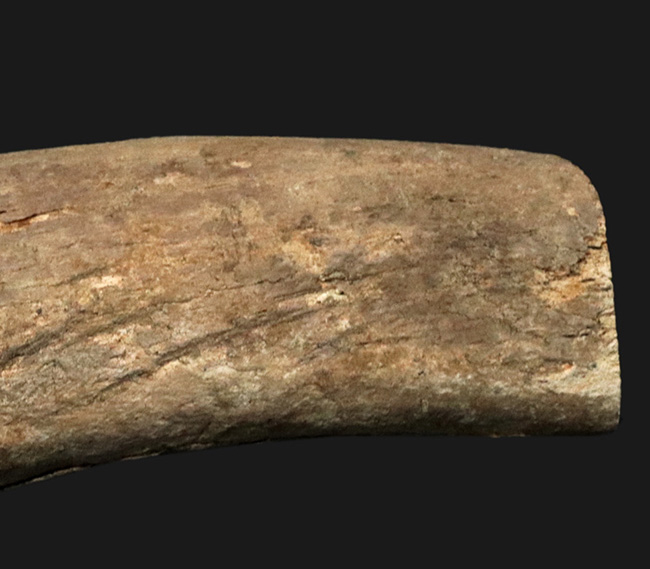 ベリーレア！２００７年のツーソンショーでお披露目されたオールドコレクション！絶滅古代カイギュウ、ステラーカイギュウ（Hydrodamalis gigas）の肋骨化石（その3）