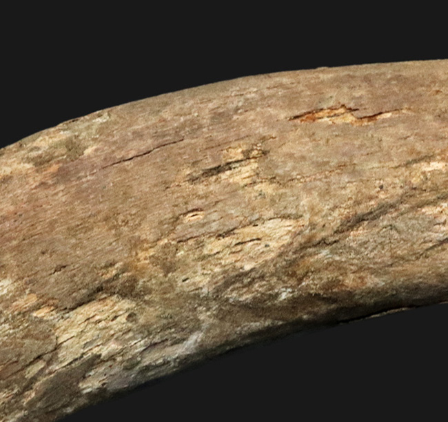 ベリーレア！２００７年のツーソンショーでお披露目されたオールドコレクション！絶滅古代カイギュウ、ステラーカイギュウ（Hydrodamalis gigas）の肋骨化石（その4）