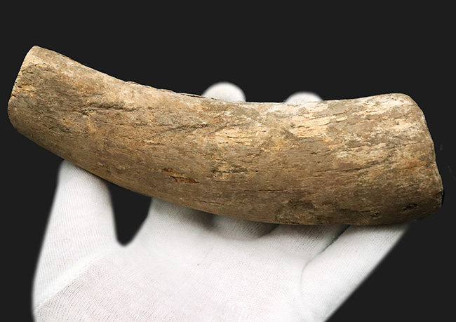 ベリーレア！２００７年のツーソンショーでお披露目されたオールドコレクション！絶滅古代カイギュウ、ステラーカイギュウ（Hydrodamalis gigas）の肋骨化石（その5）
