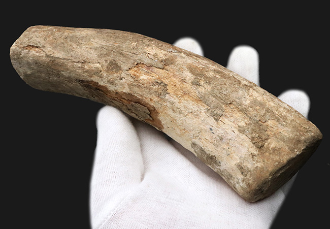 ベリーレア！２００７年のツーソンショーでお披露目されたオールドコレクション！絶滅古代カイギュウ、ステラーカイギュウ（Hydrodamalis gigas）の肋骨化石（その6）