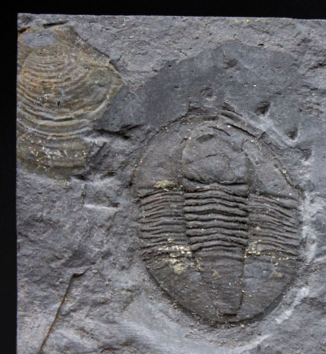 スーパーレア!知る人ぞ知る石炭紀ドイツ産三葉虫、アルケゴヌス・ラエヴィカウダ(Archegonus laevicauda)の大判化石(その1)