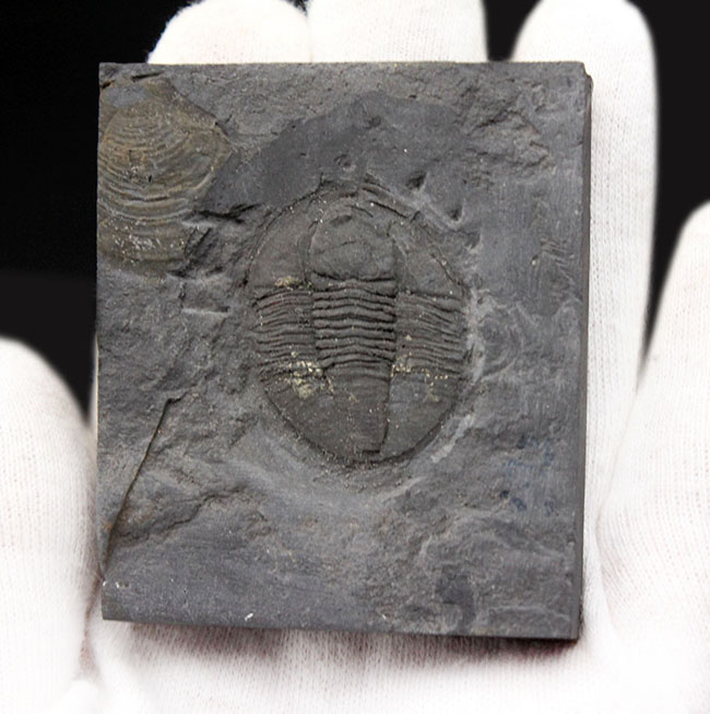スーパーレア!知る人ぞ知る石炭紀ドイツ産三葉虫、アルケゴヌス・ラエヴィカウダ(Archegonus laevicauda)の大判化石(その2)