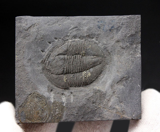 スーパーレア!知る人ぞ知る石炭紀ドイツ産三葉虫、アルケゴヌス・ラエヴィカウダ(Archegonus laevicauda)の大判化石(その3)
