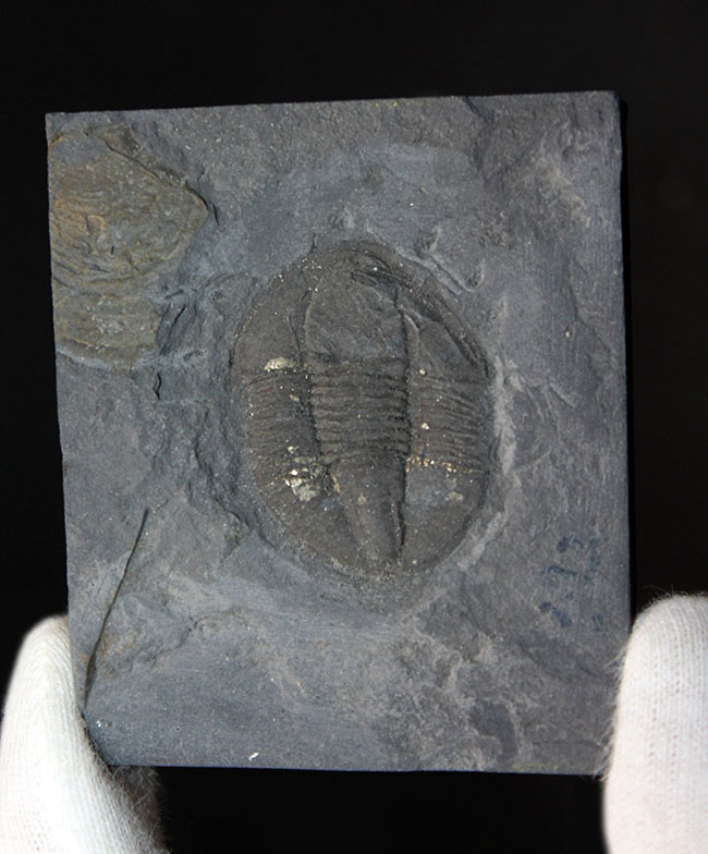 スーパーレア!知る人ぞ知る石炭紀ドイツ産三葉虫、アルケゴヌス・ラエヴィカウダ(Archegonus laevicauda)の大判化石(その4)