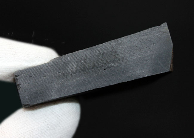 スーパーレア!知る人ぞ知る石炭紀ドイツ産三葉虫、アルケゴヌス・ラエヴィカウダ(Archegonus laevicauda)の大判化石(その6)