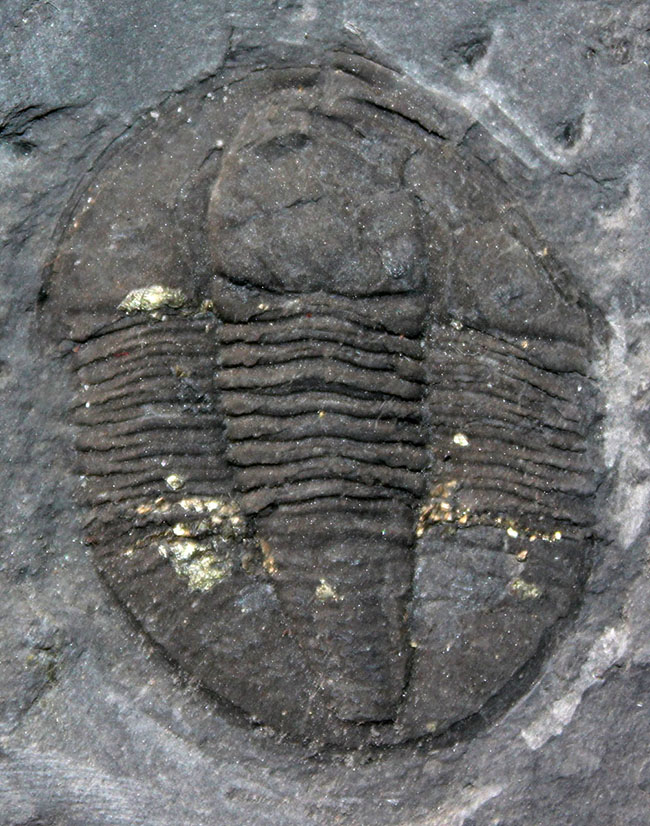 スーパーレア！知る人ぞ知る石炭紀ドイツ産三葉虫、アルケゴヌス・ラエヴィカウダ（Archegonus laevicauda）の大判化石（その7）