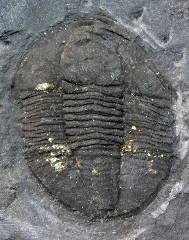 スーパーレア!知る人ぞ知る石炭紀ドイツ産三葉虫、アルケゴヌス・ラエヴィカウダ(Archegonus laevicauda)の大判化石(その7)