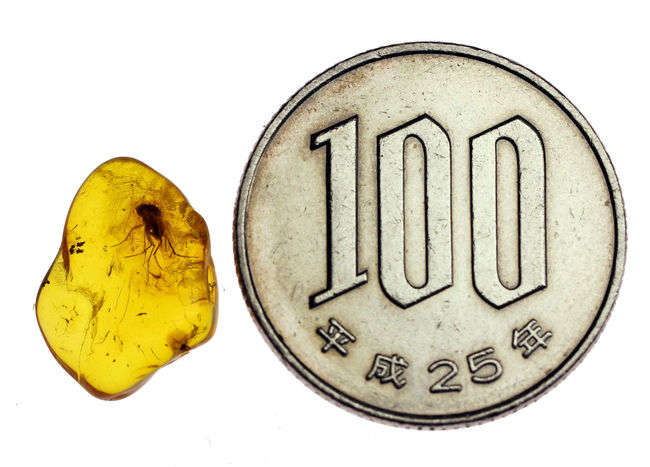 肉眼でも十分視認可能な虫が内包されたバルト海産の琥珀(専用ケース付き)(その8)