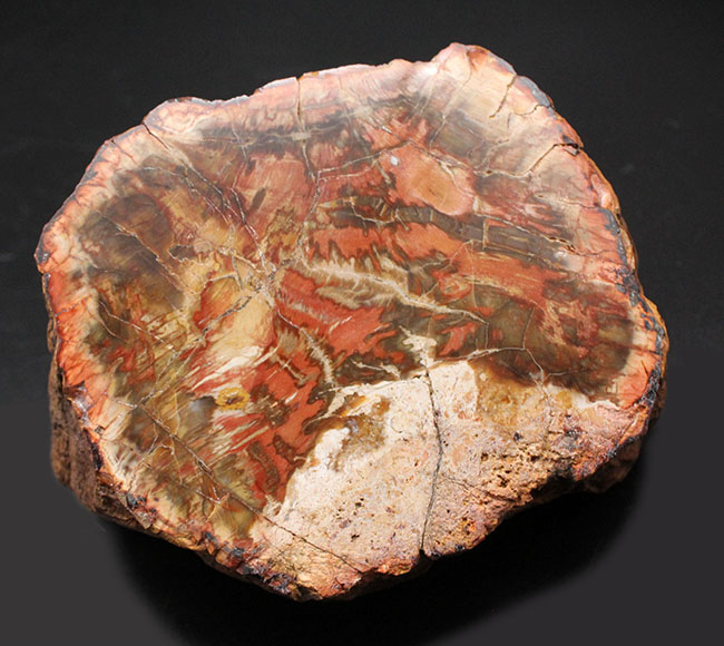 カラフル、ベベルカット、両面ポリッシュで２パターンの展示方法ができる約２億４８００万年前の珪化木。（その10）