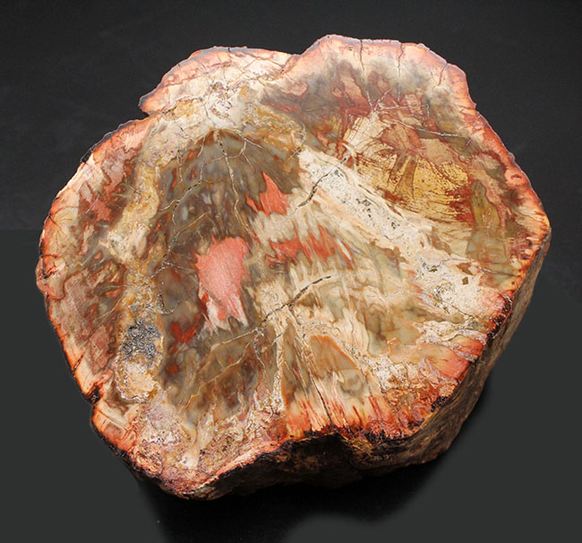 カラフル、ベベルカット、両面ポリッシュで２パターンの展示方法ができる約２億４８００万年前の珪化木。（その2）