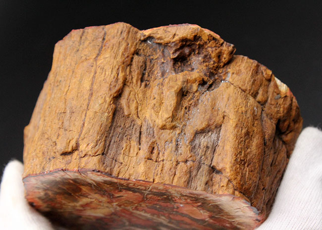 カラフル、ベベルカット、両面ポリッシュで２パターンの展示方法ができる約２億４８００万年前の珪化木。（その8）