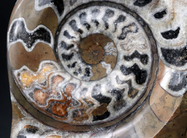 カラフルな虎柄！色、状態、サイズ、3点揃った、ゴニアタイトの厳選