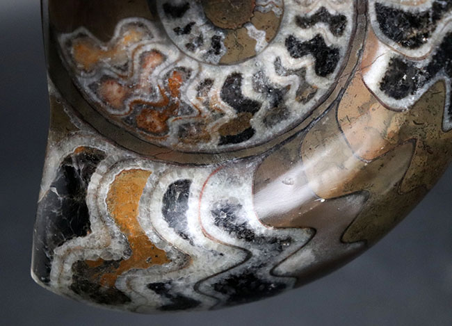 カラフルな虎柄！色、状態、サイズ、3点揃った、ゴニアタイトの厳選