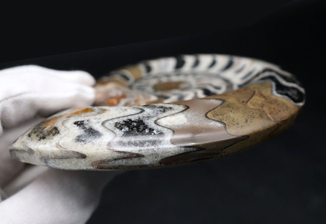 【こし】【超希少/近々値上げします】ゴアニアタイト化石　インテリア カラフルな虎柄！色、状態、サイズ、3点揃った、ゴニアタイトの厳選