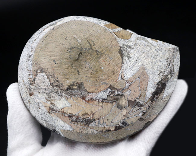 カラフルな虎柄！色、状態、サイズ、3点揃った、ゴニアタイトの厳選