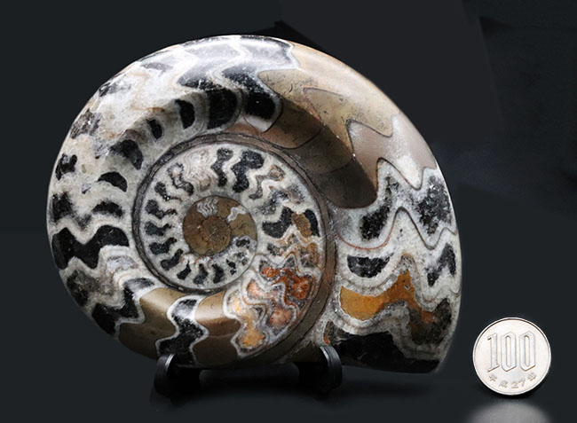 カラフルな虎柄！色、状態、サイズ、3点揃った、ゴニアタイトの厳選