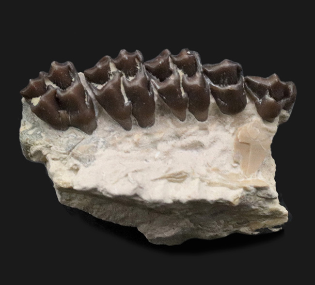 およそ３０００万年前の北米に棲息していた哺乳類、レプトメリクス・エヴァンシ（Leptomeryx evansi）の顎の化石（その1）