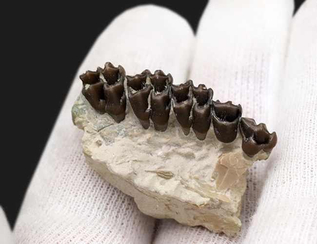 およそ３０００万年前の北米に棲息していた哺乳類、レプトメリクス・エヴァンシ（Leptomeryx evansi）の顎の化石（その2）