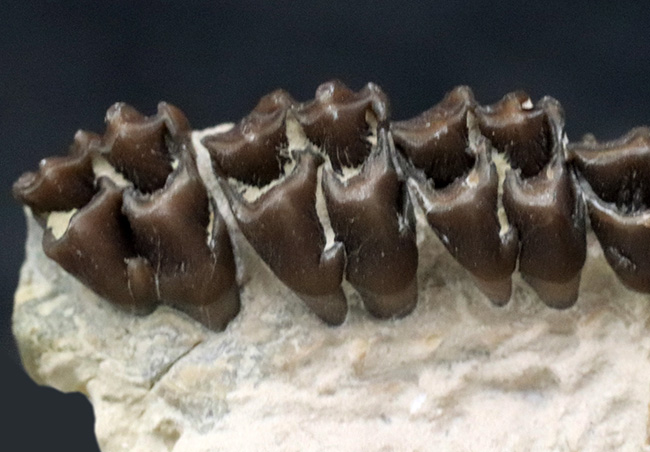 およそ３０００万年前の北米に棲息していた哺乳類、レプトメリクス・エヴァンシ（Leptomeryx evansi）の顎の化石（その3）