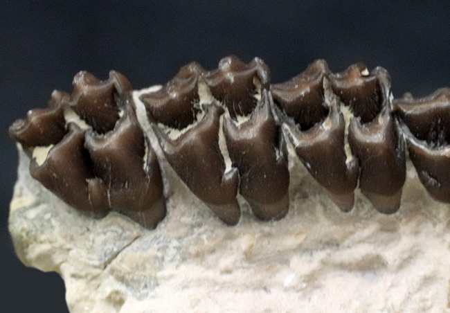 およそ3000万年前の北米に棲息していた哺乳類、レプトメリクス・エヴァンシ(Leptomeryx evansi)の顎の化石(その3)