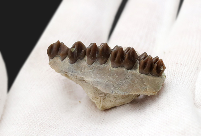 およそ３０００万年前の北米に棲息していた哺乳類、レプトメリクス・エヴァンシ（Leptomeryx evansi）の顎の化石（その4）