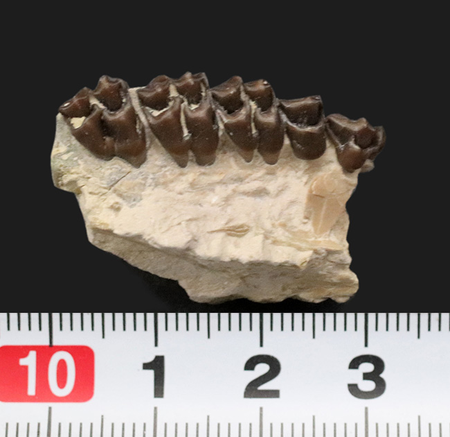 およそ３０００万年前の北米に棲息していた哺乳類、レプトメリクス・エヴァンシ（Leptomeryx evansi）の顎の化石（その5）