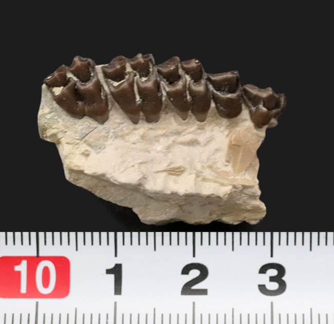 およそ3000万年前の北米に棲息していた哺乳類、レプトメリクス・エヴァンシ(Leptomeryx evansi)の顎の化石(その5)