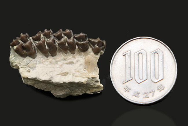 およそ３０００万年前の北米に棲息していた哺乳類、レプトメリクス・エヴァンシ（Leptomeryx evansi）の顎の化石（その6）