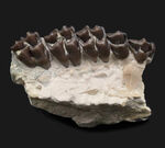 およそ３０００万年前の北米に棲息していた哺乳類、レプトメリクス・エヴァンシ（Leptomeryx evansi）の顎の化石