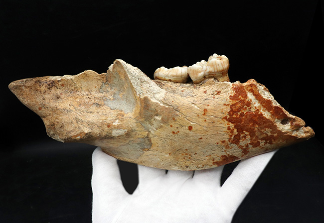 人類とも相対した氷河時代の巨大な絶滅熊、ホラアナグマ(Ursus spelaeus)の顎骨付き歯化石(その1)