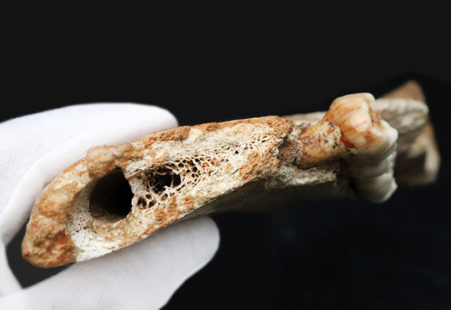 人類とも相対した氷河時代の巨大な絶滅熊、ホラアナグマ(Ursus spelaeus)の顎骨付き歯化石(その10)