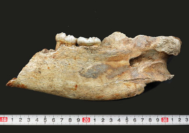 人類とも相対した氷河時代の巨大な絶滅熊、ホラアナグマ（Ursus spelaeus）の顎骨付き歯化石（その11）