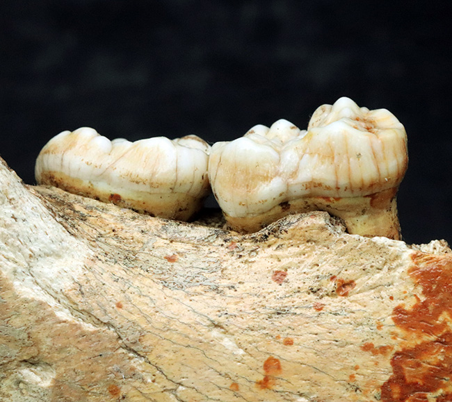 人類とも相対した氷河時代の巨大な絶滅熊、ホラアナグマ（Ursus spelaeus）の顎骨付き歯化石（その2）
