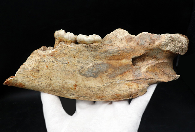 人類とも相対した氷河時代の巨大な絶滅熊、ホラアナグマ（Ursus spelaeus）の顎骨付き歯化石（その4）