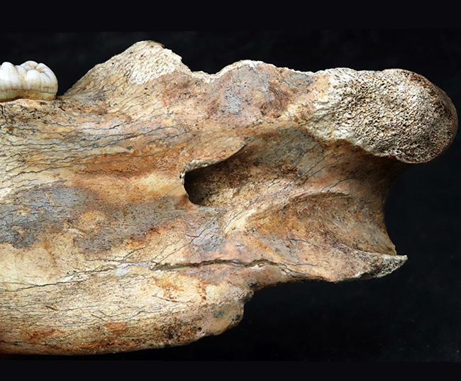人類とも相対した氷河時代の巨大な絶滅熊、ホラアナグマ（Ursus spelaeus）の顎骨付き歯化石（その5）