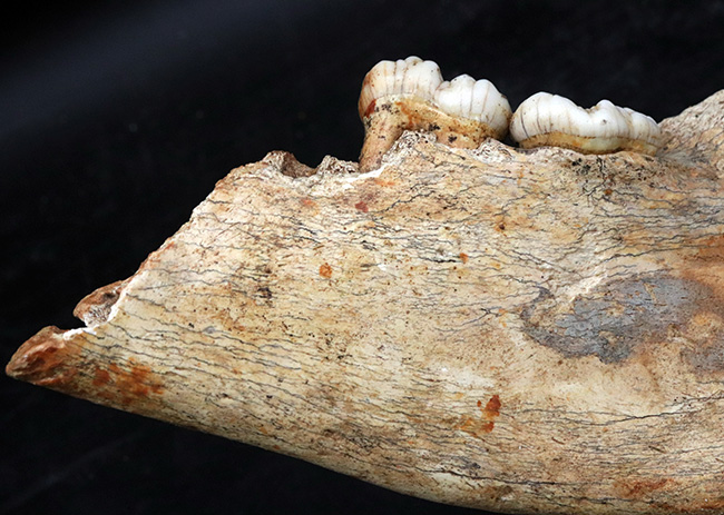 人類とも相対した氷河時代の巨大な絶滅熊、ホラアナグマ(Ursus spelaeus)の顎骨付き歯化石(その7)