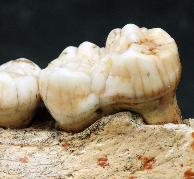 人類とも相対した氷河時代の巨大な絶滅熊、ホラアナグマ（Ursus spelaeus）の顎骨付き歯化石（その8）