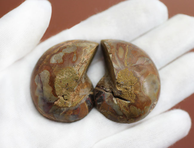 およそ1億年前のマダガスカルの海中に生息していたオウムガイのカット＆ポリッシュ標本（その5）
